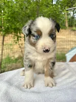 Russle, a male Australian Shepherd for sale in Penn Valley, CA – Photo 1 of 6