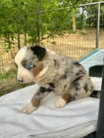 Russle, a male Australian Shepherd for sale in Penn Valley, CA – Photo 6 of 6