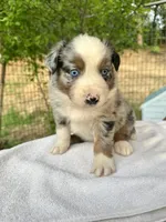 Russle, a male Australian Shepherd for sale in Penn Valley, CA – Photo 3 of 6