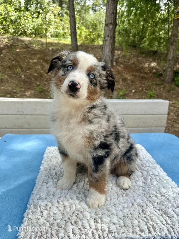 Russell – Australian Shepherd puppy for sale in Penn Valley, CA