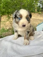 Russle, a male Australian Shepherd for sale in Penn Valley, CA – Photo 4 of 6
