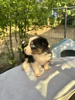 Dot, a male Australian Shepherd for sale in Penn Valley, CA – Photo 3 of 3