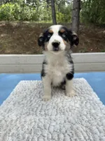 Dot, a female Australian Shepherd for sale in Penn Valley, CA – 2 of 6