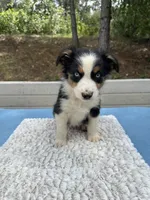 Dot, a female Australian Shepherd for sale in Penn Valley, CA – 3 of 6