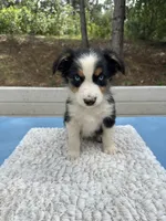 Dot, a female Australian Shepherd for sale in Penn Valley, CA – 4 of 6