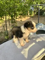 Dot, a male Australian Shepherd for sale in Penn Valley, CA – Photo 2 of 3