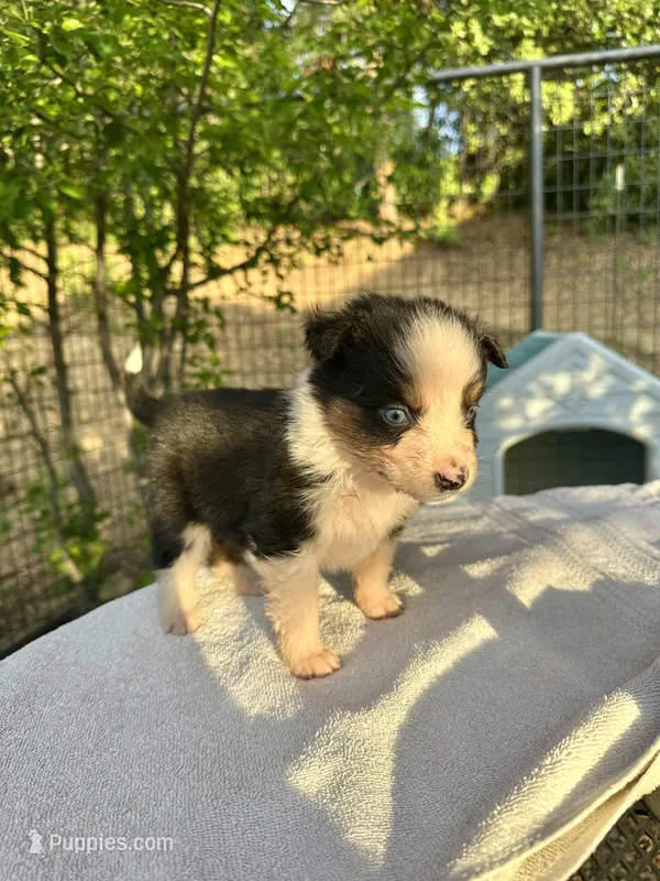 Dot – Australian Shepherd puppy for sale in Penn Valley, CA