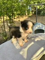 Dot, a male Australian Shepherd for sale in Penn Valley, CA – Photo 1 of 3