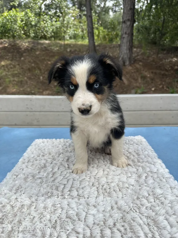 Dot – Australian Shepherd puppy for sale in Penn Valley, CA