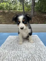 Dot, a female Australian Shepherd for sale in Penn Valley, CA – 1 of 6
