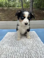 Dot, a female Australian Shepherd for sale in Penn Valley, CA – 6 of 6