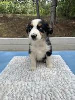Dot, a female Australian Shepherd for sale in Penn Valley, CA – 5 of 6