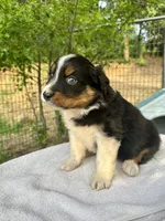 Curly Sue, a male Australian Shepherd for sale in Penn Valley, CA – Photo 3 of 4