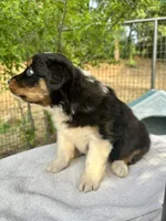 Curly Sue, a male Australian Shepherd for sale in Penn Valley, CA – Photo 4 of 4