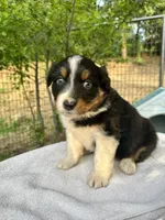 Curly Sue, a male Australian Shepherd for sale in Penn Valley, CA – Photo 2 of 4