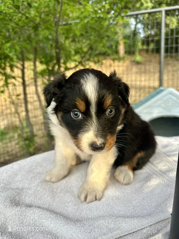 Curly Sue – Australian Shepherd puppy for sale in Penn Valley, CA
