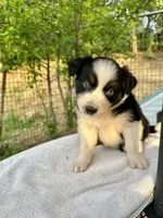 Azul, a male Australian Shepherd for sale in Penn Valley, CA – Photo 1 of 5