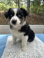 Bella, a female Australian Shepherd for sale in Penn Valley, CA – Photo 3 of 10