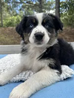 Bella, a female Australian Shepherd for sale in Penn Valley, CA – Photo 5 of 10