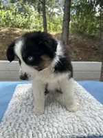 Bella, a female Australian Shepherd for sale in Penn Valley, CA – Photo 6 of 10
