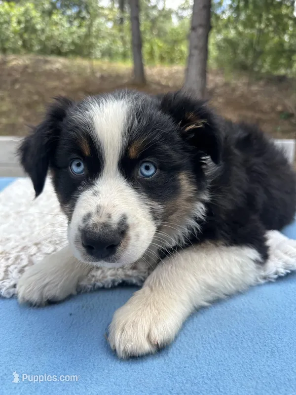 Bella – Australian Shepherd puppy for sale in Penn Valley, CA