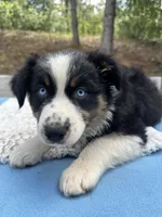 Bella, a female Australian Shepherd for sale in Penn Valley, CA – Photo 1 of 10