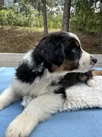 Bella, a female Australian Shepherd for sale in Penn Valley, CA – Photo 2 of 10