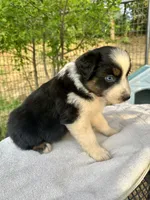 Azul, a male Australian Shepherd for sale in Penn Valley, CA – Photo 4 of 5