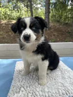Bella, a female Australian Shepherd for sale in Penn Valley, CA – Photo 4 of 10