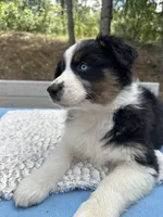 Bella, a female Australian Shepherd for sale in Penn Valley, CA – Photo 7 of 10