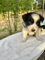 Azul, a male Australian Shepherd for sale in Penn Valley, CA – Photo 3 of 5