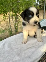 Azul, a male Australian Shepherd for sale in Penn Valley, CA – Photo 2 of 5