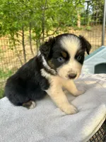 Azul, a male Australian Shepherd for sale in Penn Valley, CA – Photo 5 of 5