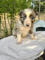 Leo, a male Australian Shepherd for sale in Penn Valley, CA – Photo 2 of 5