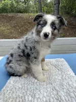 Leo, a male Australian Shepherd for sale in Penn Valley, CA – 7 of 10