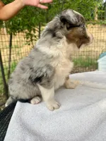 Leo, a male Australian Shepherd for sale in Penn Valley, CA – Photo 3 of 5