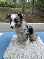 Leo, a male Australian Shepherd for sale in Penn Valley, CA – 6 of 10