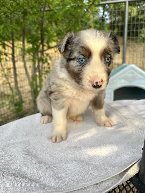 Leo – Australian Shepherd puppy for sale in Penn Valley, CA