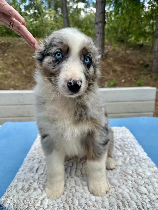 Leo – Australian Shepherd puppy for sale in Penn Valley, CA