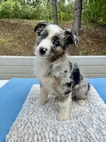 Leo, a male Australian Shepherd for sale in Penn Valley, CA – 1 of 10