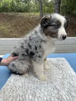 Leo, a male Australian Shepherd for sale in Penn Valley, CA – 5 of 10