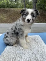 Leo, a male Australian Shepherd for sale in Penn Valley, CA – 2 of 10