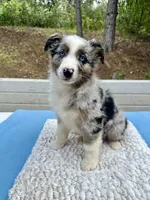 Leo, a male Australian Shepherd for sale in Penn Valley, CA – 4 of 10