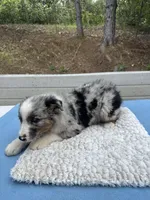 Leo, a male Australian Shepherd for sale in Penn Valley, CA – 8 of 10