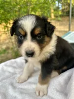 Hercules , a male Australian Shepherd for sale in Penn Valley, CA – Photo 2 of 4