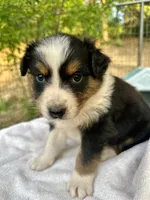Hercules , a male Australian Shepherd for sale in Penn Valley, CA – Photo 1 of 4