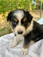 Hercules , a male Australian Shepherd for sale in Penn Valley, CA – Photo 4 of 4
