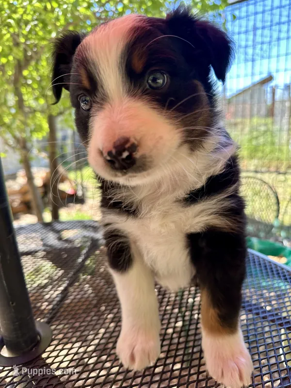Pablo – Australian Shepherd puppy for sale in Penn Valley, CA
