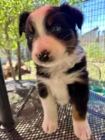 Pablo, a male Australian Shepherd for sale in Penn Valley, CA – Photo 1 of 6