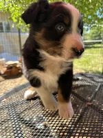 Pablo, a male Australian Shepherd for sale in Penn Valley, CA – Photo 6 of 6